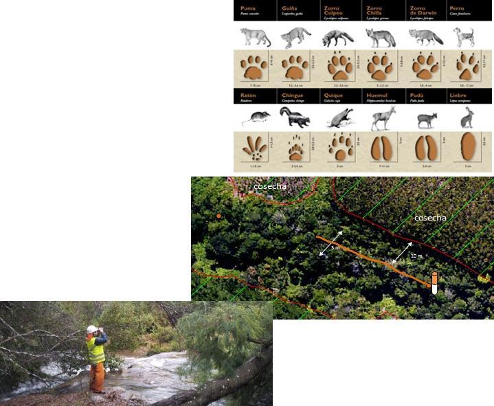 Programa de Monitoreo de impacto de operaciones a la Biodiversidad Permite describir la vegetación y composición de fauna y flora de sectores