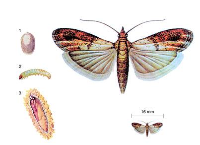 MORFOLOGÍA Y CICLO DE VIDA Los adultos de esta polilla tienen una longitud de 12 mm y una envergadura de 2cm.