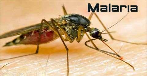 Figura 2. Malaria Esta enfermedad puede ser transmitida por tres vías: Vectorial: el Anopheles infectado al picar, inocula los esporozoitos, lo cual son la forma infectante del parásito.