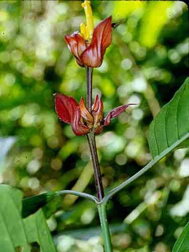 ACANTHACEAE 9