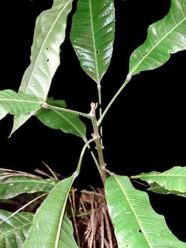 longifolia  329