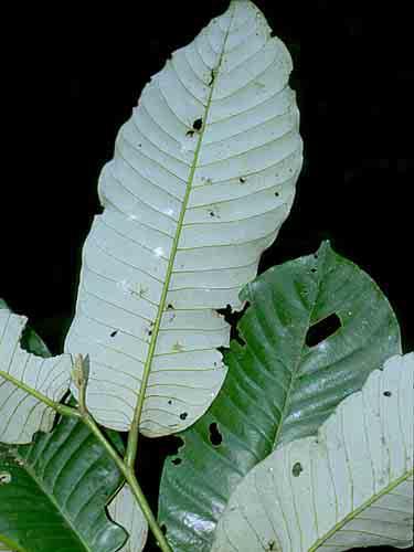 parvifolia  528