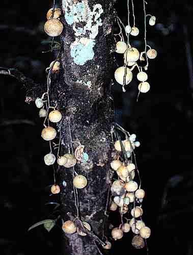 Gloeospermum