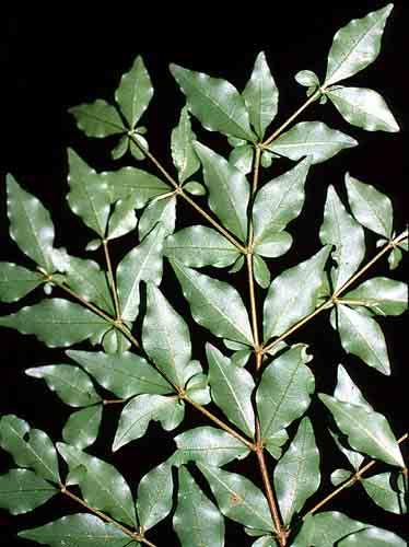 parvifolia