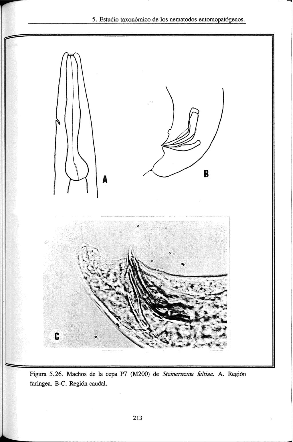 5. Estudio taxonómico de los nematodos entomopatogenos. B Figura 5.26.