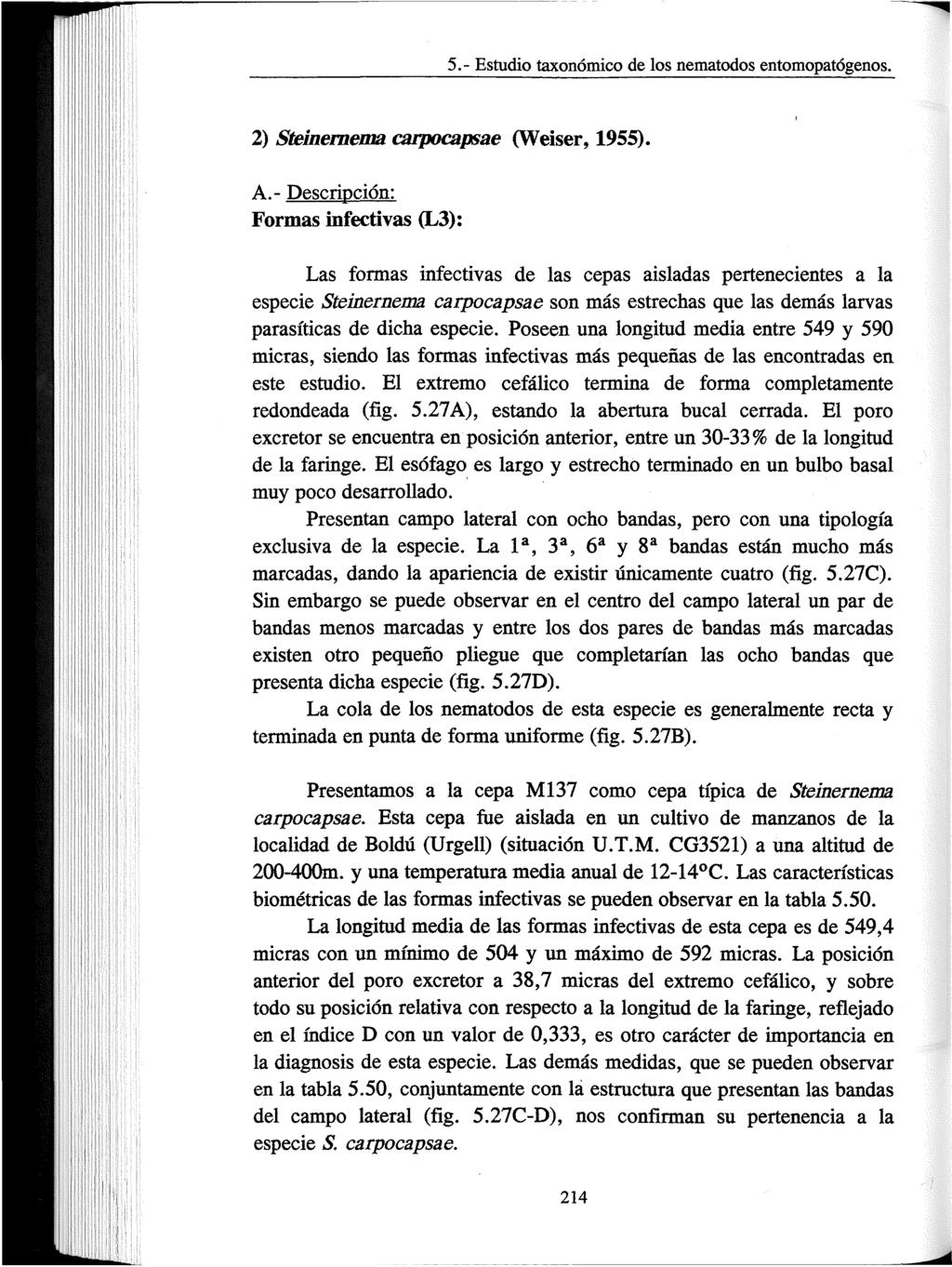 5.- Estudio taxonómico de los nematodos entomopatógenos. 2) Steinernenm carpocapsae (Weiser, 1955). A.