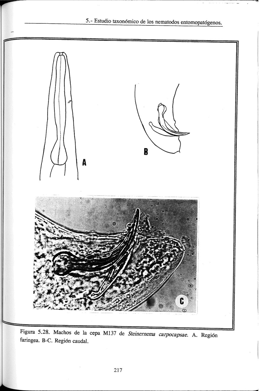 5.- Estudio taxonómico de los nematodos entomopatógenos. Figura 5.28.
