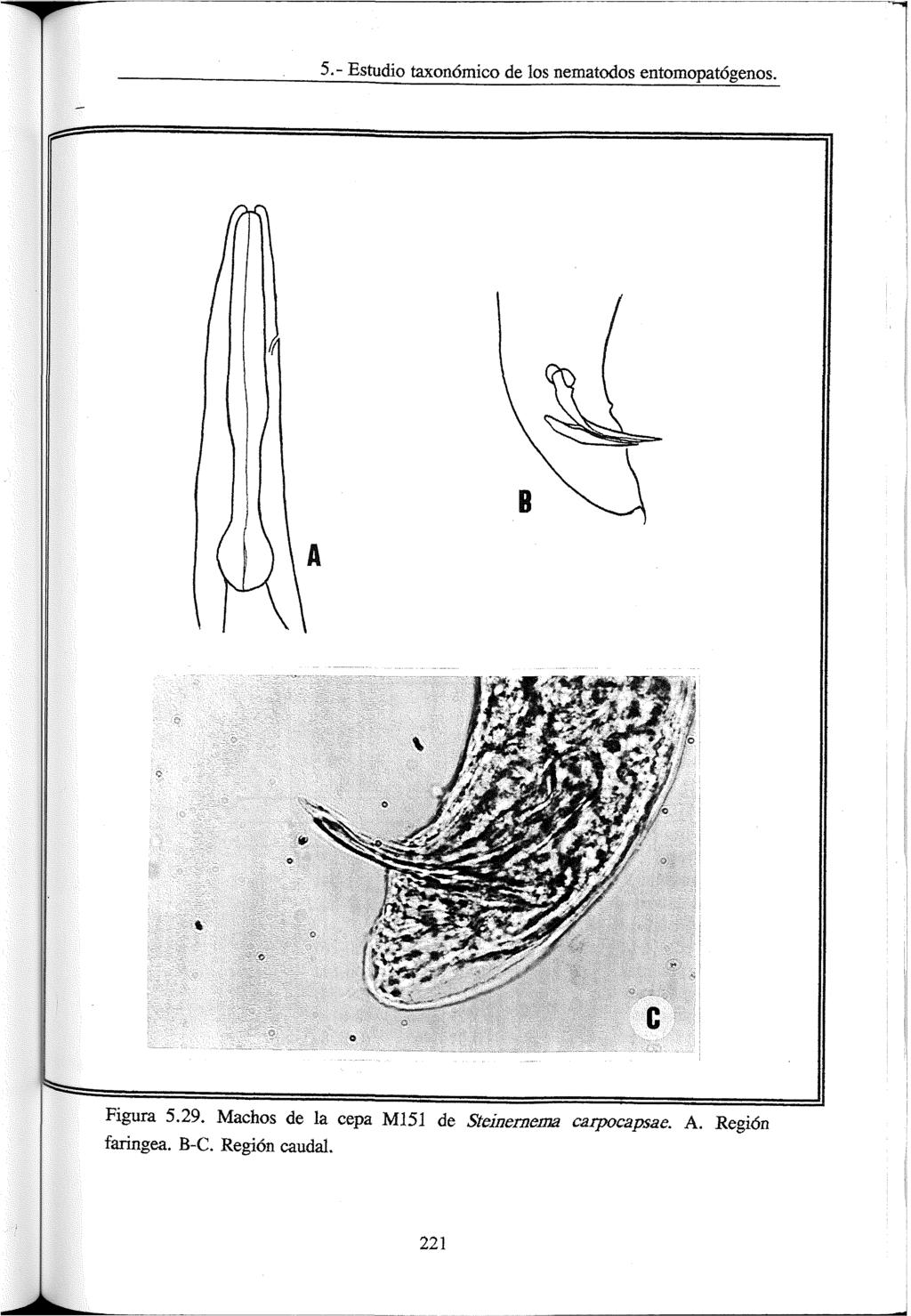 5.- Estudio taxonómico de los nematodos entomopatógenos. *» Figura 5.29.
