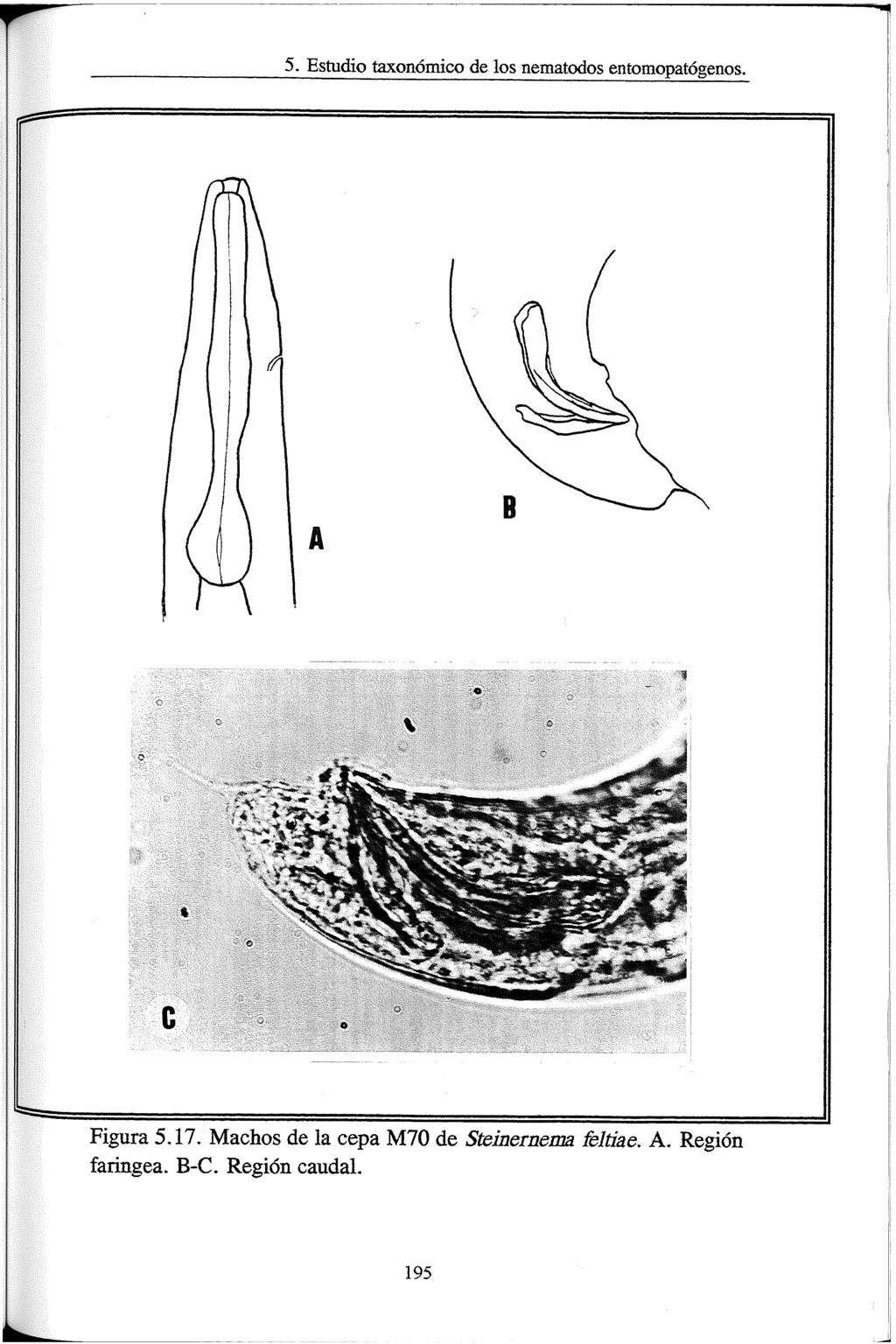 5. Estudio taxonómicx) de los nematodos entomopatógenos. Figura 5.17.