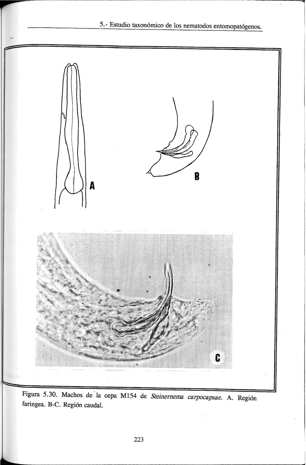 5.- Estudio taxonómico de los nematodos entomopatógenos. Figura 5.30.