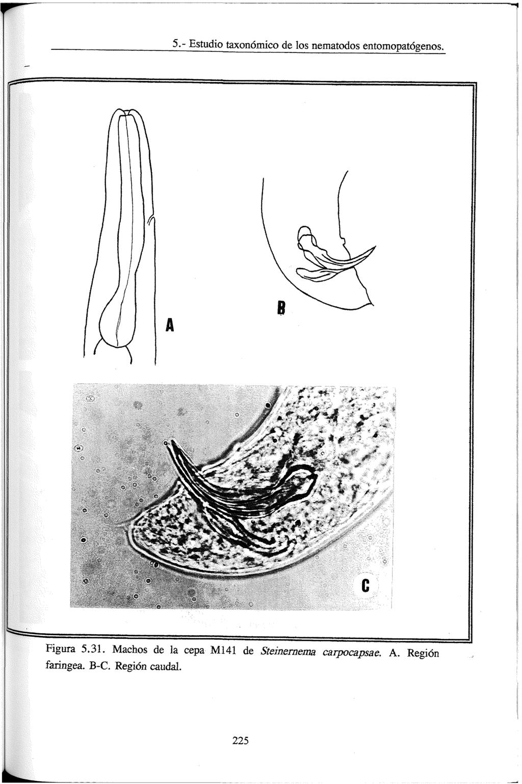 5.- Estudio taxonómico de los nematodos entomopatógenos. Figura 5.31.