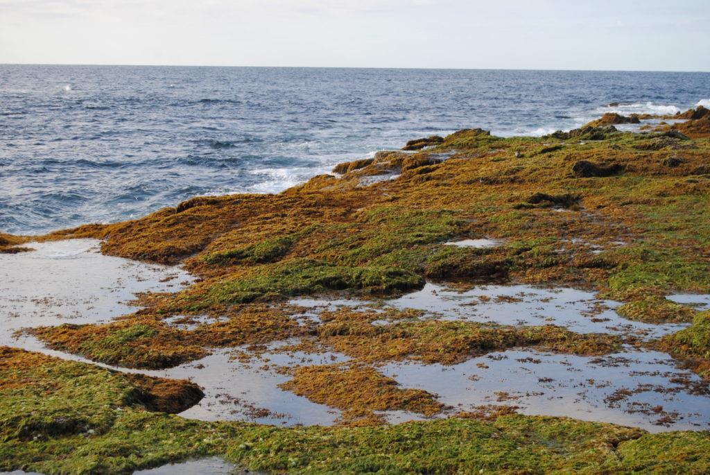 METAS QUE SE PERSIGUEN: Procesado y valorización de biomasa algal de arribazones (que se están considerando residuos sin valor) Producción de algas para obtención de productos