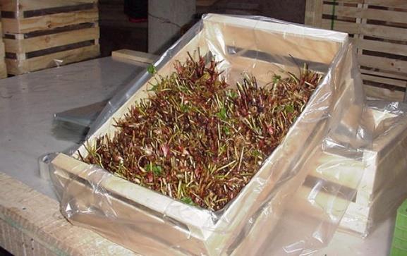 Manual del Cultivo de Frambuesas y Frutillas en Chile 43 Plantas Frigo-conservadas Las plantas frigo-conservadas en cambio, se cosechan en invierno desde el vivero comercial.