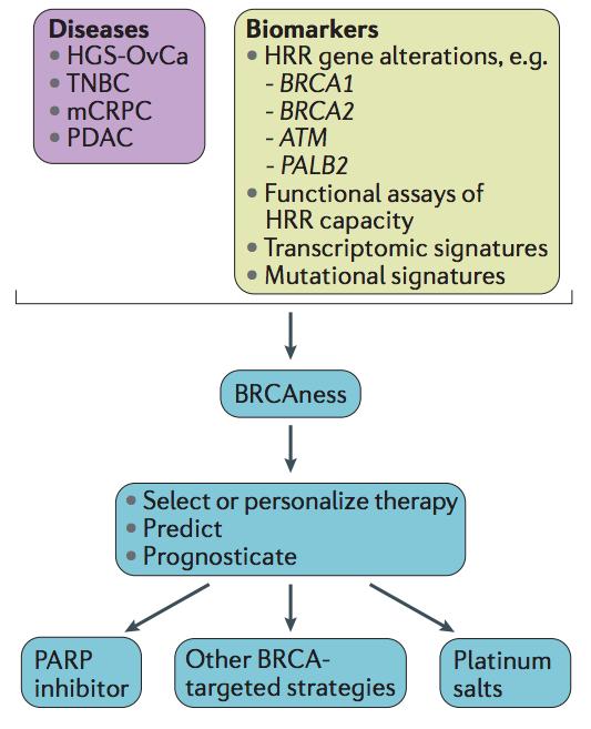 BRCAness y DRH Bio-marcadores e histologías asociadas con BRCAness