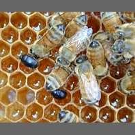 entre las abejas Figura 10: galerías