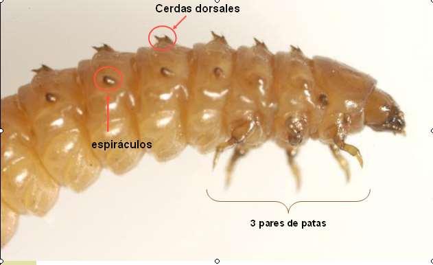 Figura 13: Larva de Aethina tumida Figura 14: Larva de Galleria mellonella No producen seda, como las de polilla.