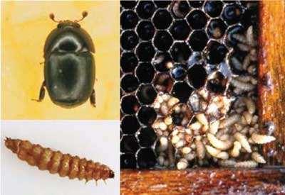 Las larvas, de color blanquecino, se parecen, a primera vista, a las larvas de la polilla (Galleria mellonella) (figura 4), pero tienen diferencias significativas: son más duras y resistentes, tienen