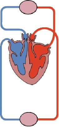 23.- Qué son los alvéolos pulmonares? Por qué están rodeados de capilares sanguíneos? 24.- Qué función tiene el diafragma? 25.