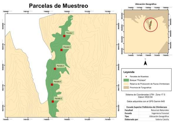 25 Para el cumplimiento del segundo objetivo se realizó la identificación de especies arbóreas y arbustivas dentro del bosque Polylepis. 2. Inventario de especies arbóreas y arbustivas a.