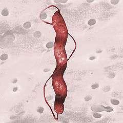 Campylobacter. Características generales Son móviles, por la presencia de uno o dos flagelos.