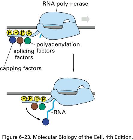 Elongación: CTD de la RNA Pol II recluta las enzimas del capping Una cola de poli A esadicionadaal extremo 3 del mrna CTD recluta las