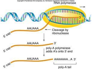 moléculas de pre RNA.