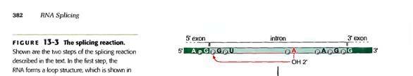 Splicing procede vía 2 reacciones de trans esterificación secuenciales Empalme 5 nt de G conservado El OH 2 de la A conservada actúa como nucleófilo yatacael grupo
