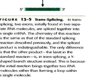 Empalme trans o trans splicing Infrecuente en eucariotas superiores En protozoarios: T. cruzi en casi todos sus mrnas C.