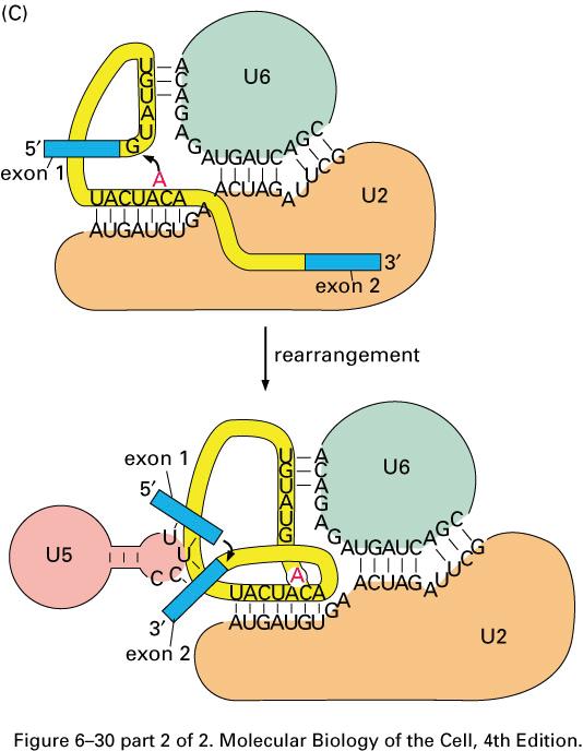 RNA Splicing: Rearreglo II Regiones del U2 y U6 forman el sitio activo: 1 era reacción de trans esterificación U5 contribuye a la 2 da reacción de trans esterificación: acerca los exones snrnps