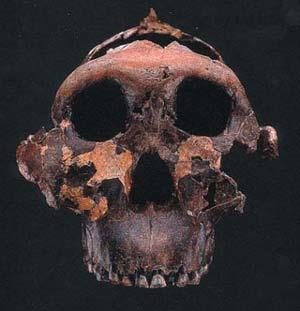 Australopithecus afarensis (Lucy).