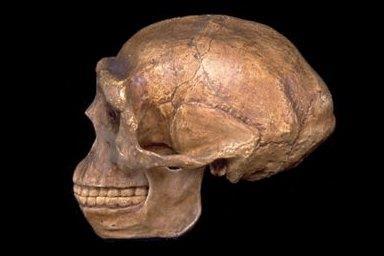 Homo Neanderthalense Surge hace 300 mil años en Europa