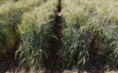Sin embargo en lotes experimentales de trigo durante la evaluacion de BACALI F2011 no se ha observado presencia de enfermedades.