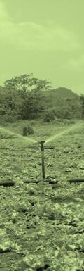 Innovación: Desarrollo de Nuevos Productos Uruguay Seguro agrícola de exceso hídrico Cobertura por exceso hídrico en los cultivos de cebolla, tomate, zanahoria y otras