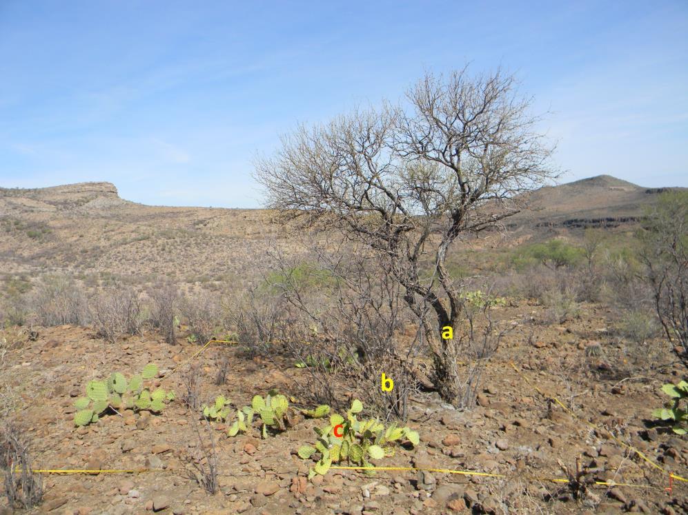 Prosopis articulata (Mezquite; a ), además de presentarse