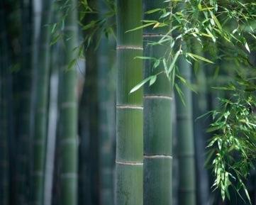EL BAMBÚ JAPONÉS Para tener bambú, siembras la semilla, la abonas, y te esfuerzas para regarla cada tercer día. Durante los primeros meses no sucede nada notable.