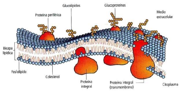 Membrana plasmática ESTRUCTURA: Formada por fosfolípidos y proteínas.