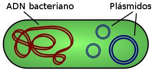 Plásmido ADN extra cromosómico circular que se replican y transmiten