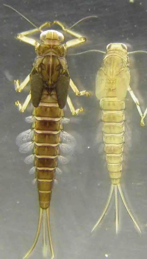 Orden Diptera en El Salvador, página 18 (2010). Fotografía 22: Macroinvertebrados del orden Ephemeroptera.