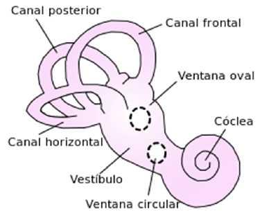 Oído interno. El vestíbulo El vestíbulo es la cavidad ósea en la región media del oído interno, tiene forma oval, en un extremo se encuentra el caracol y en el otro los canales semicirculares.