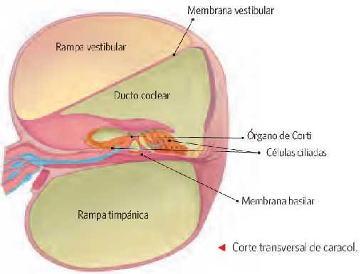 Oído interno. Cóclea o caracol La cóclea o caracol es un sistema de tubos enrollados, con tres tubos diferentes, uno al lado del otro, denominados rampa vestibular, rampa media y rampa timpánica.