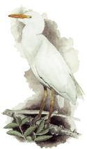 Garcilla bueyera Bubulcus ibis nº % nº % cuadrículas cuadrículas ambientes ambientes ocupadas ocupadas ocupados ocupados 1999-2000 13 11,3 8 19,0 2000-2001 15 13,0 8 19,0 1999-2001 20 17,4 9 21,4