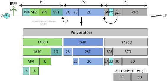 Familia Picornaviridae Pequeños ( 30 nm) Desnudos Cápside icosaédrica, 4 proteínas Proteínas Estructurales Proteínas No