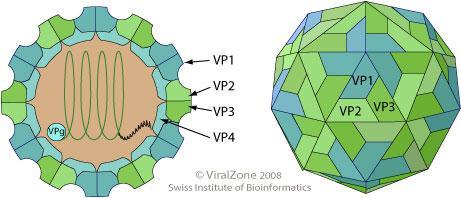 El MAYOR blanco de la Rta Inmune Cañón: se une a los Rc celulares, blanco de antivirales VP2/VP3: Externas.