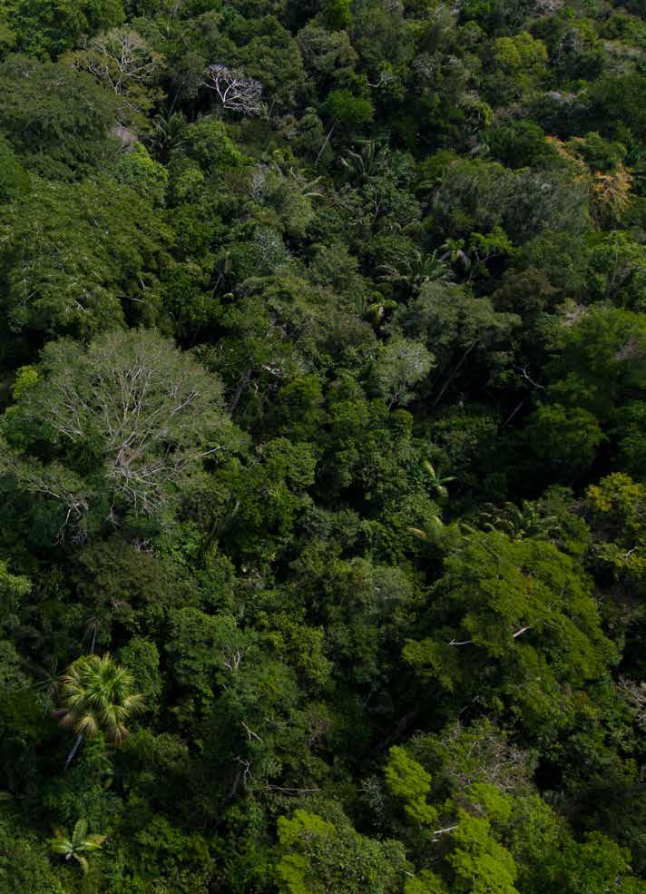 La información generada fue recortada sobre la base del límite de bosques húmedos amazónicos derivado del Mapa