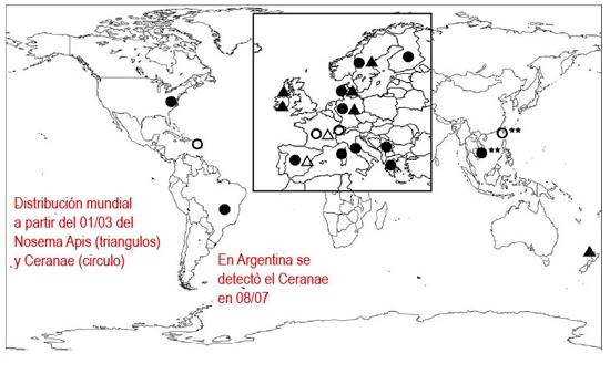 Distribución mundial de Nosema apis y Nosema ceranae Distribución mundial de Nosema apis (Triangulo)