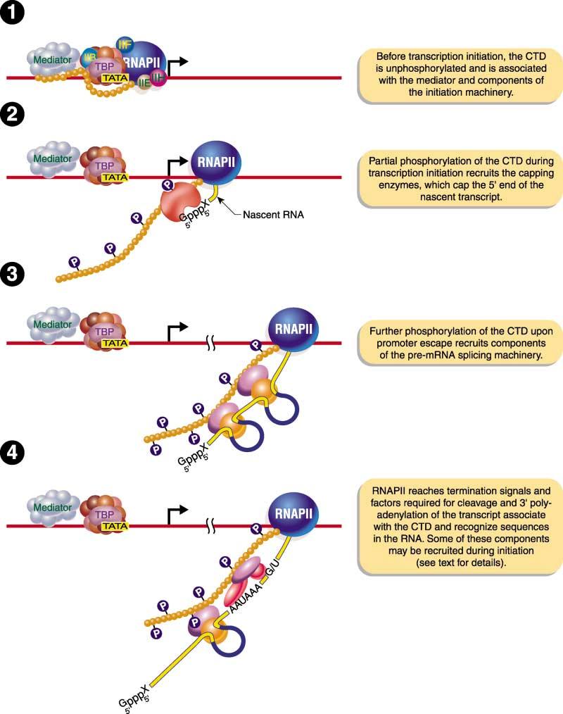 La remoción de intrones también es COtranscripcional y requiere la fosforilación del CTD de la RNA pol II 6.
