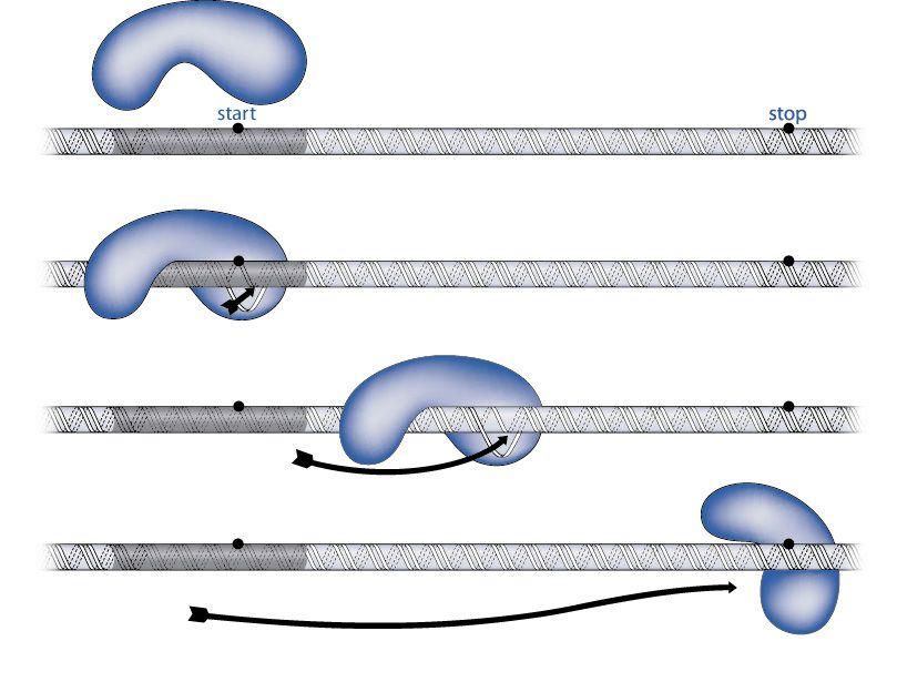 Elongación del mrna EUCARIONTES PROCARIONTES RNA pol II Modificación del