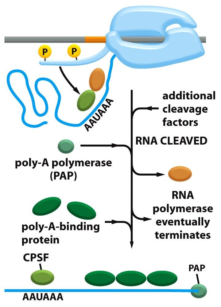 El RNA es cortado y la enzima Poli-A