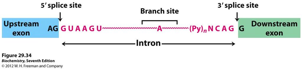 Secuencias NECESARIAS para el Splicing Existen secuencias específicas en los límites exón-intrón (sitio 5 y