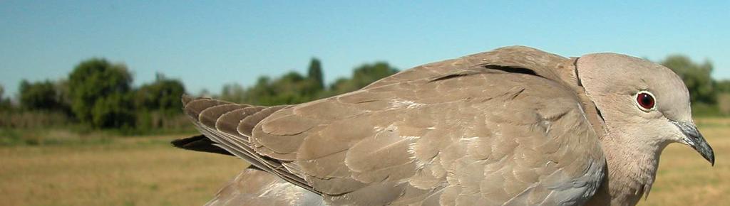 SEXO En aves adultas, macho con capirote, nuca y frente gris azulado intenso; pecho de color rosa salmón.